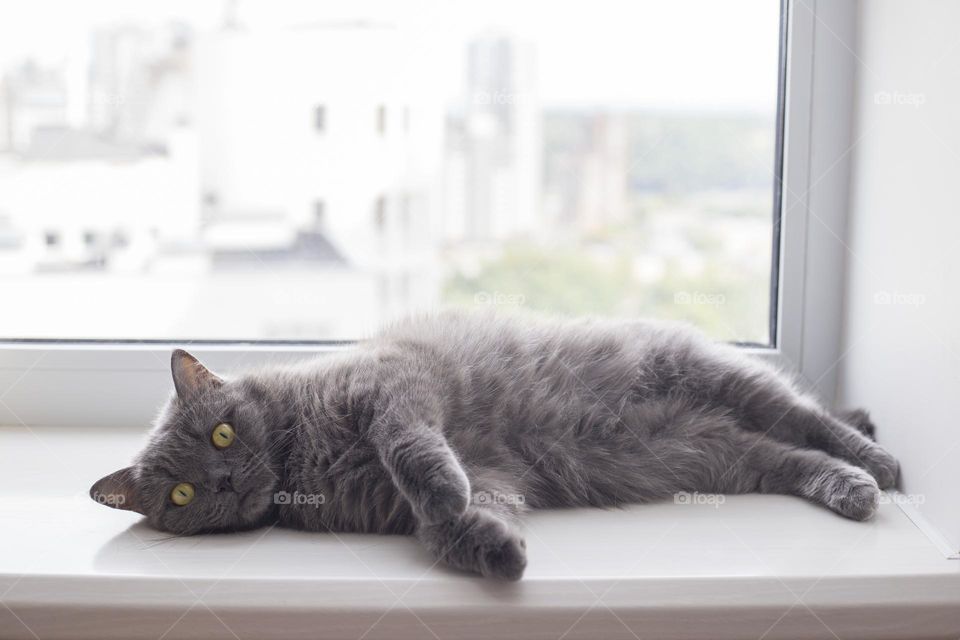 Lazy english fold cat lays down on the windowsill 