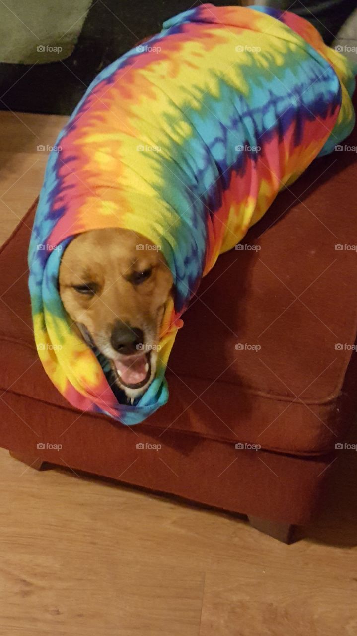 Dog Burrito