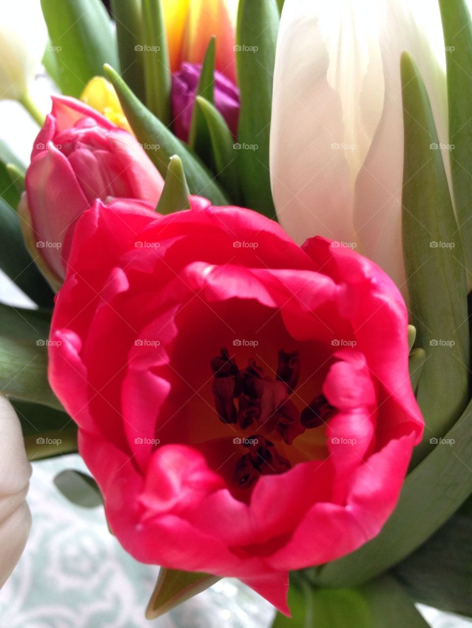 Tulips