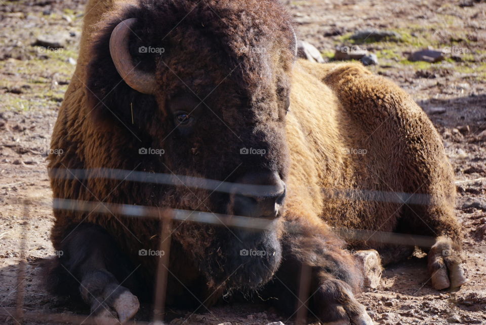 Bison. Bison eyes