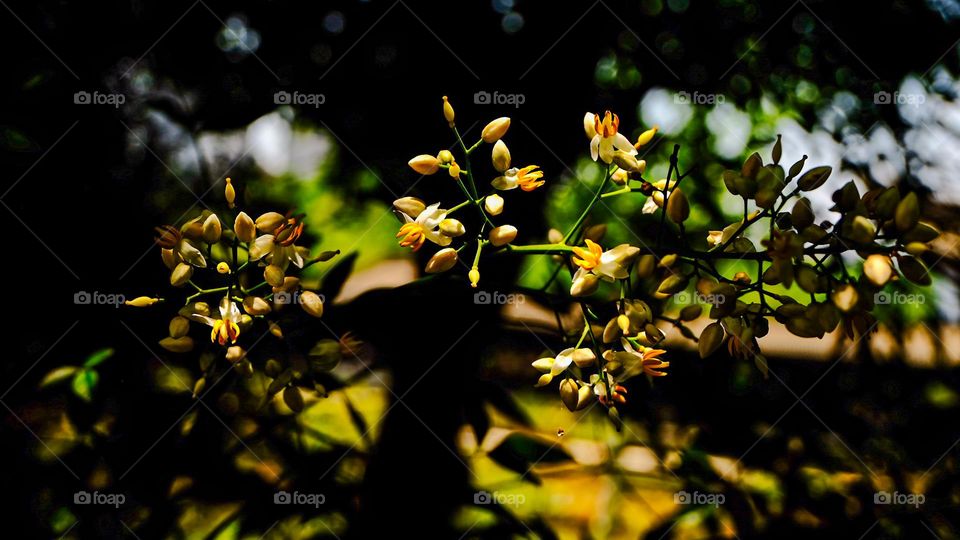 A spider struggled to survive in the sun, and the light shone through the spider’s web, shining with the brilliance of life. A drop of dew hangs under a small flower bud, reflecting this small rural world.