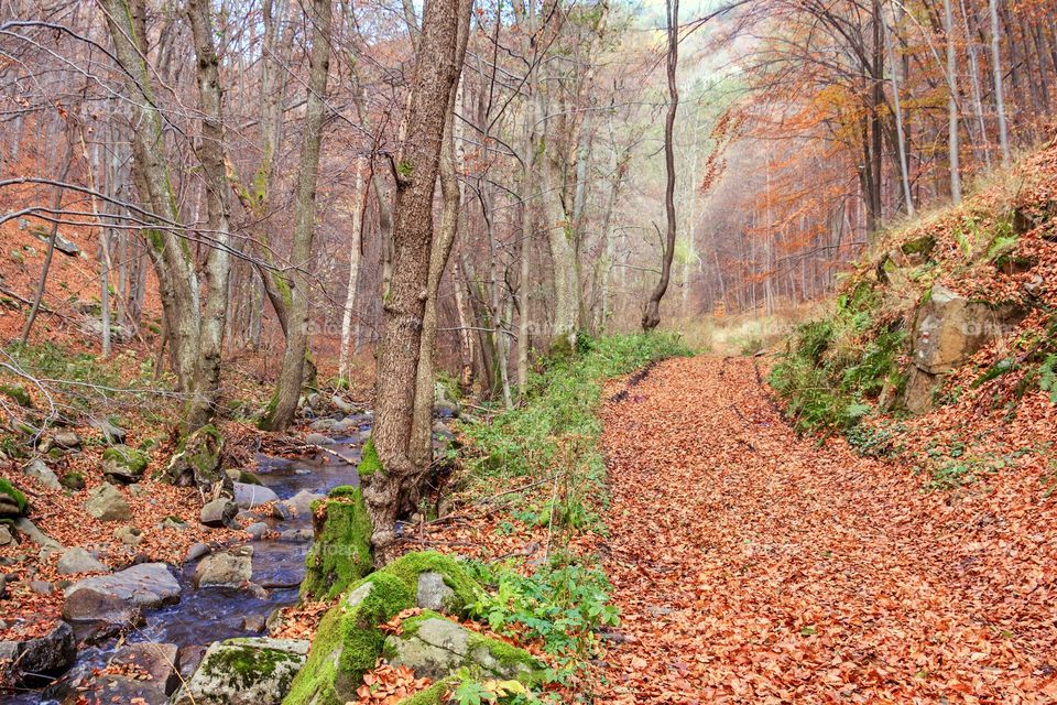 Forest with orange foliage carpet and river in the fall