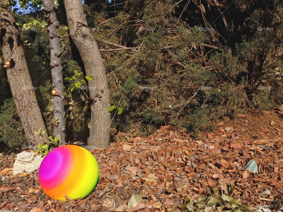 Bright Multi Colored Ball Setting Among Fallen Autumn Leaves.