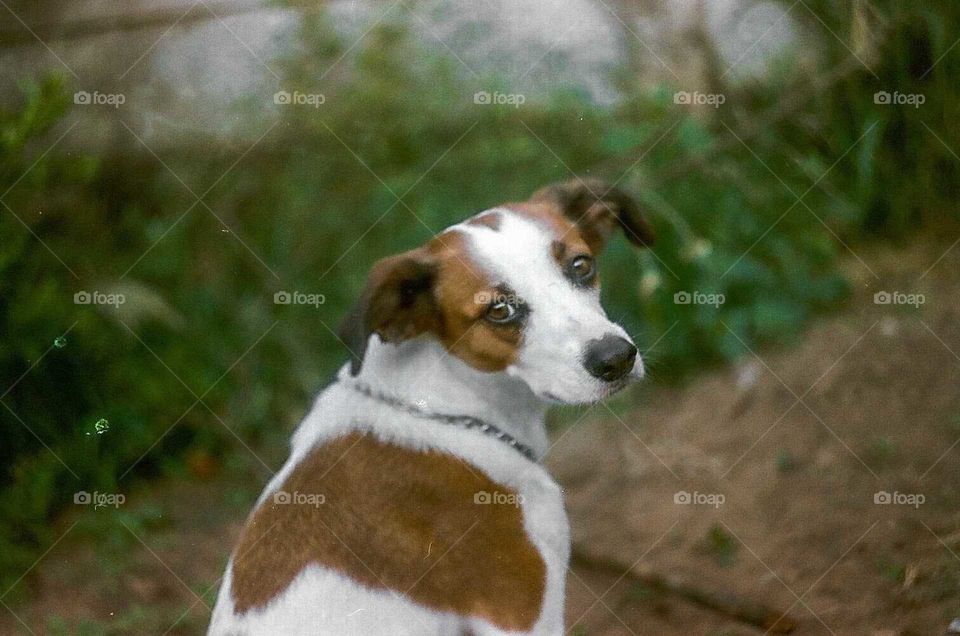 Beautiful portrait of a Dog looking at the camera.
Analogic shot with a Helios 44-4M.
Close-up shot of the dog eye.
Shot on Samsung Prime Color Film 100