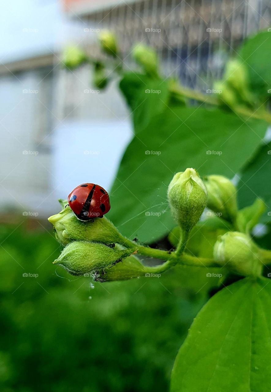 ladybug