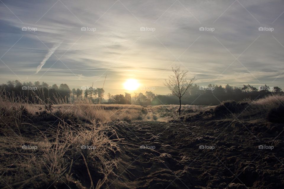 road turning into gold. A dirt road turning to gold, due to golden hour in the kalmthoutse heide, Belgium.