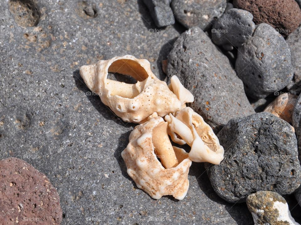 shells on the beach on fuerteventura Canary Island in Spain