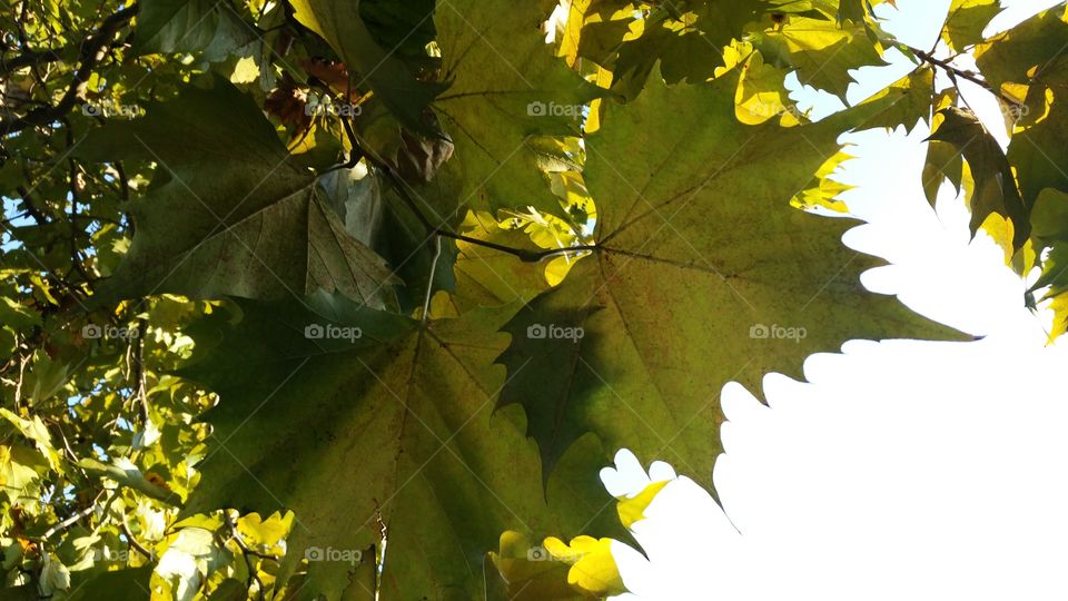 Beauty or mepale leaves