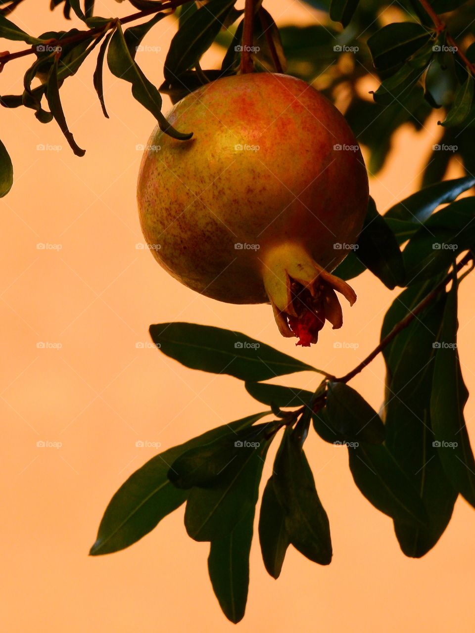 Pomegranate in the tree