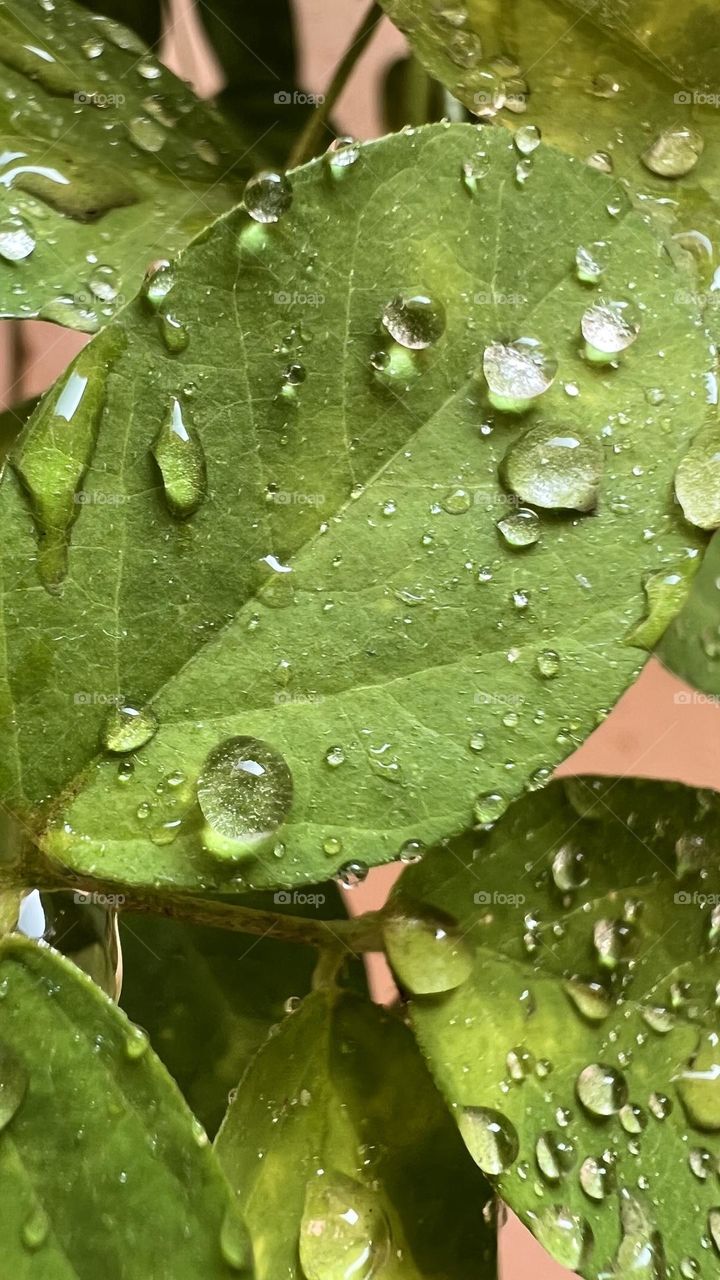 Droplets on leaf