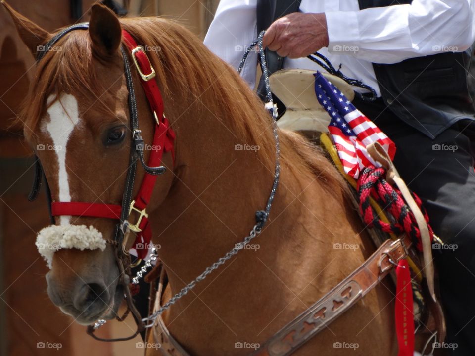 Majestic Horses