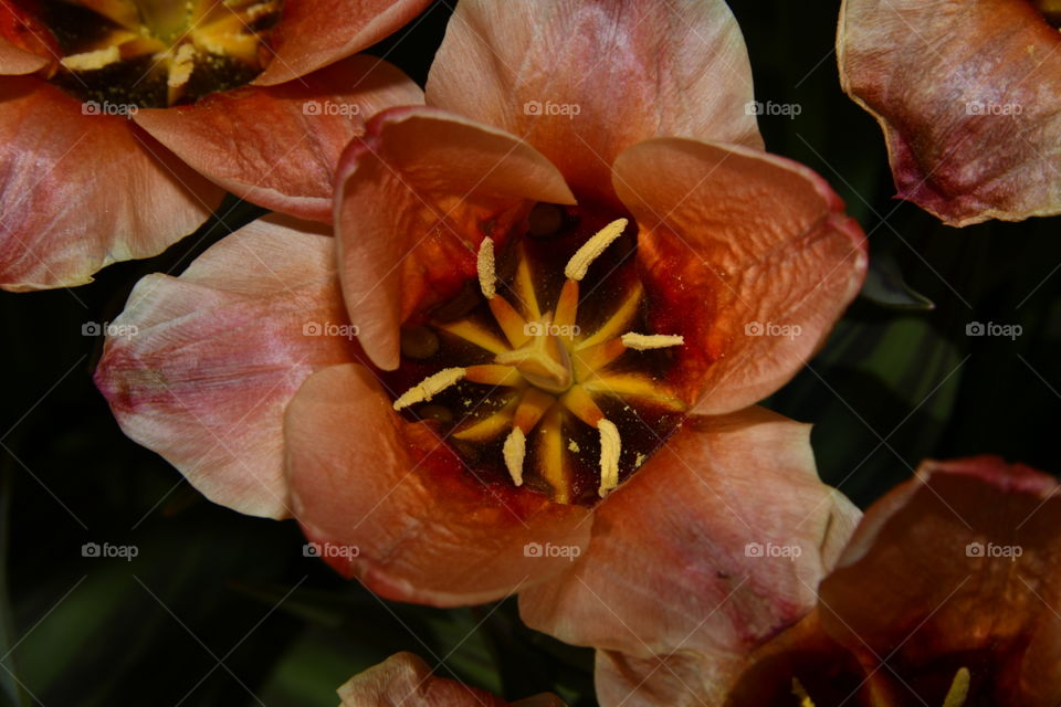 Jardín botánico, Madrid