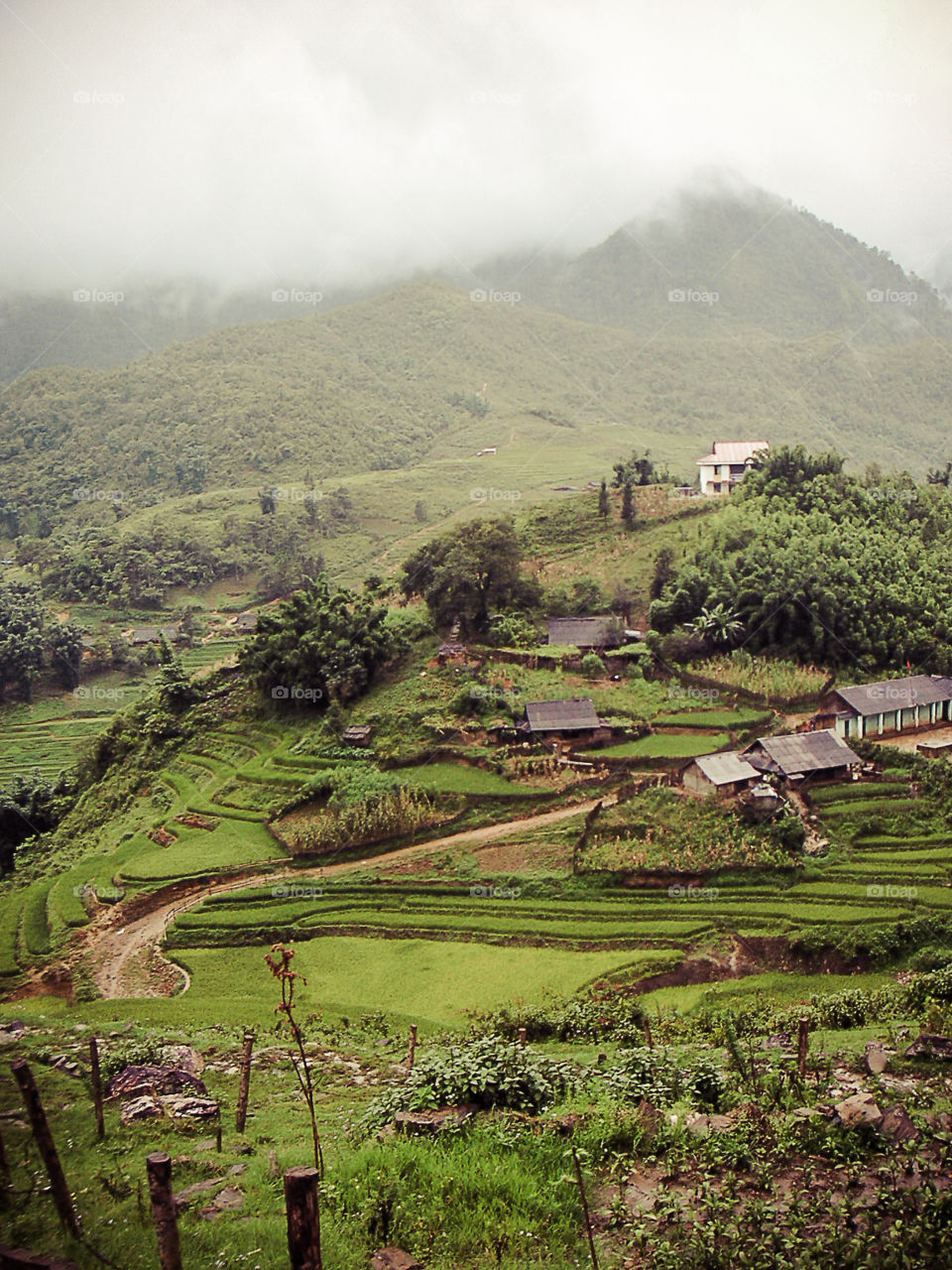 Rice fields