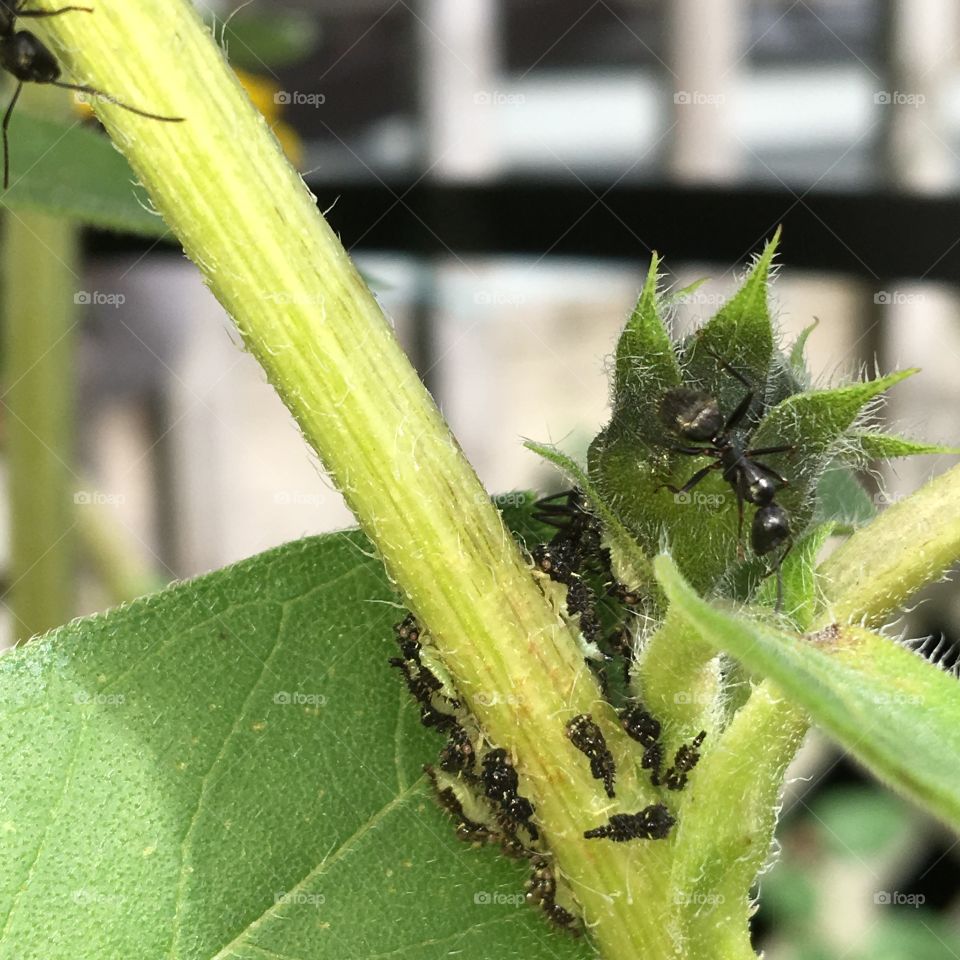 Ants caring for nest.