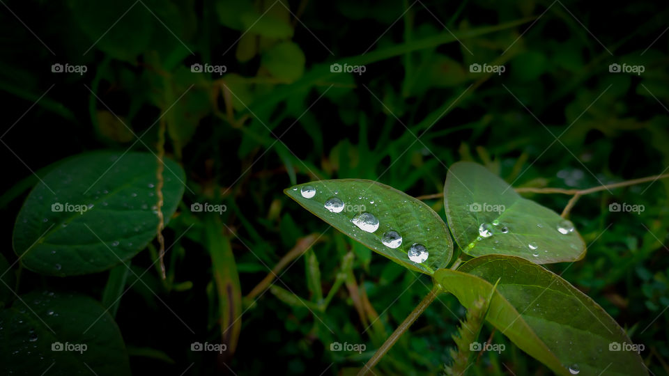 Rain drops on the green leaf.
