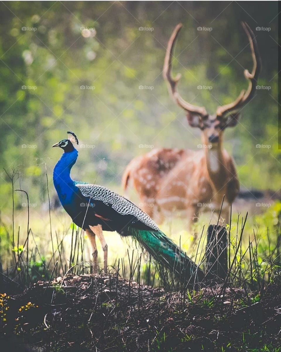 Peacock # deer # backside # view in grassland # nature's creature🤩