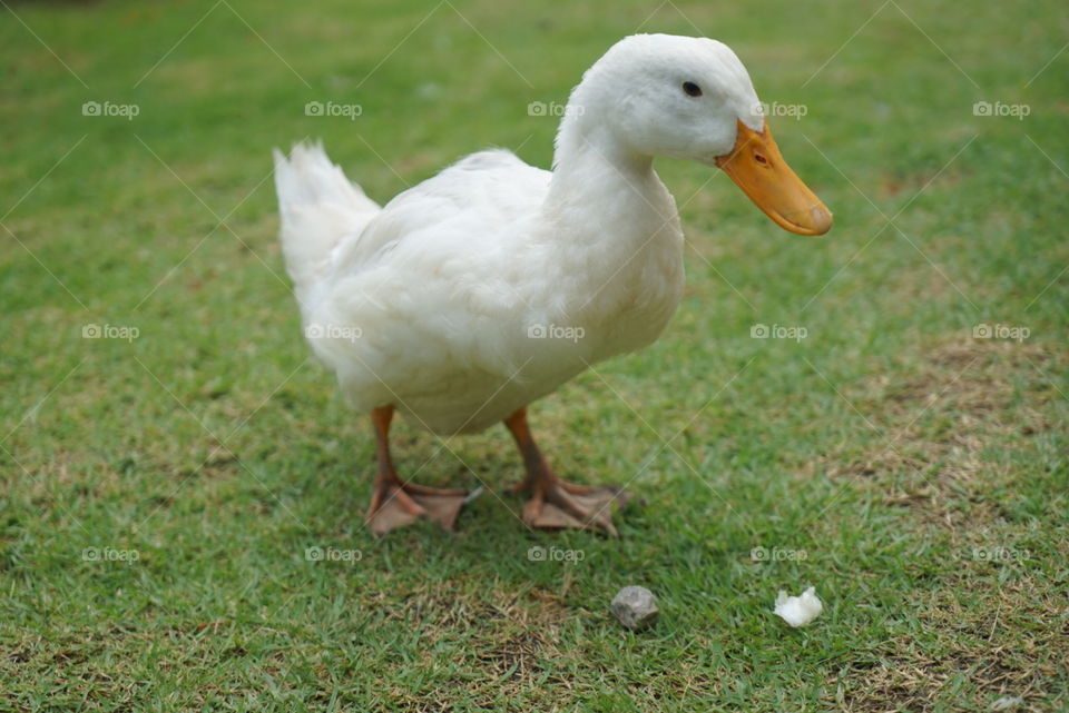 Goose, Duck, Bird, Grass, Animal