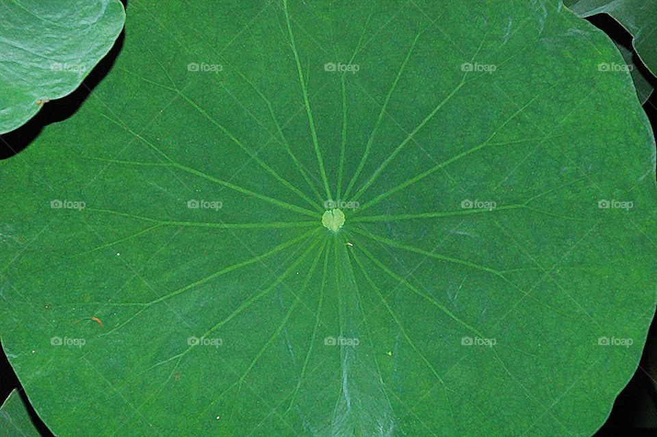 Lotus Leaf