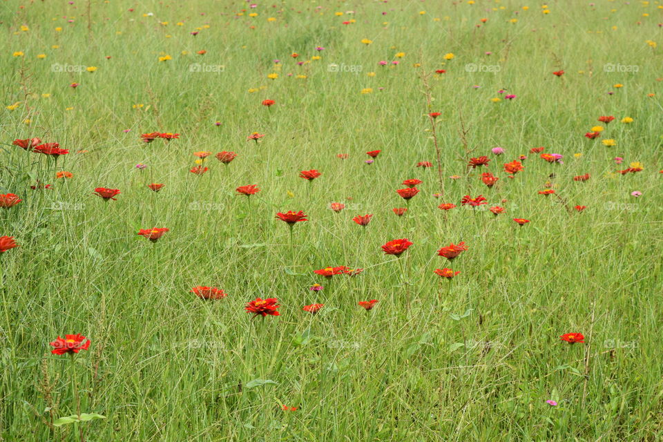 Red wildflowers 