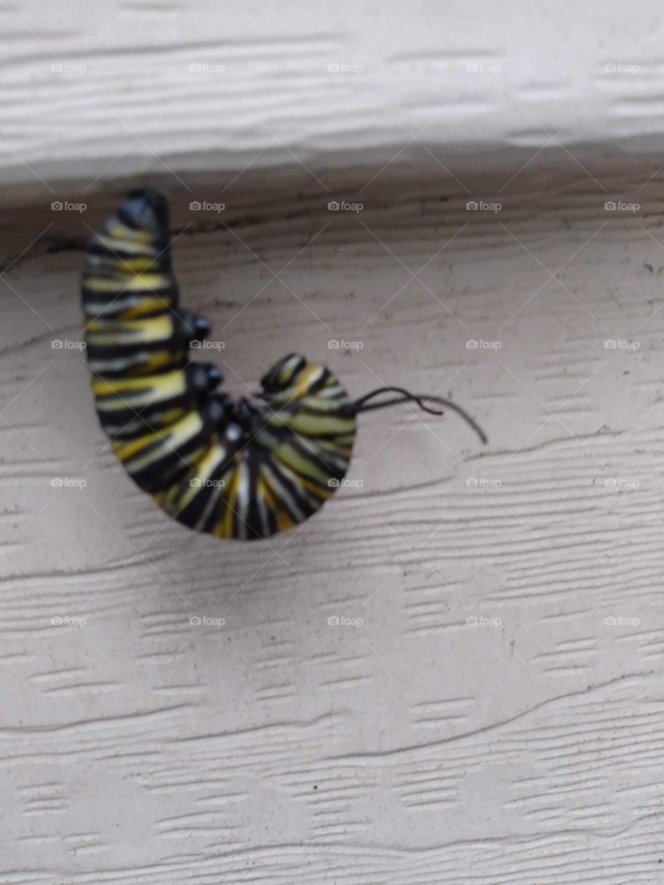 Caterpillar pre-cocoon