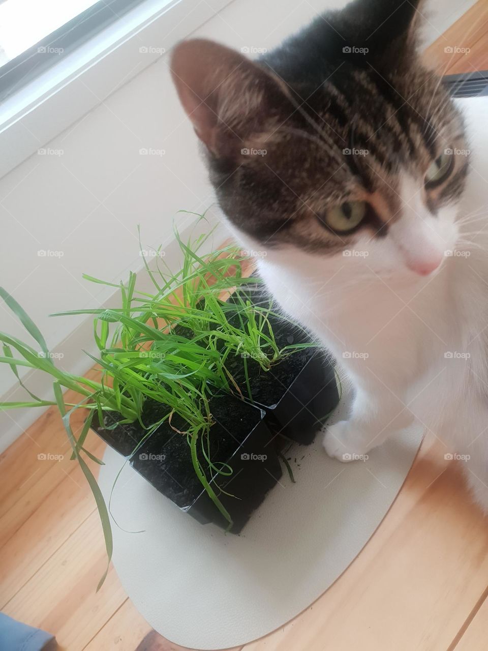 cat grass