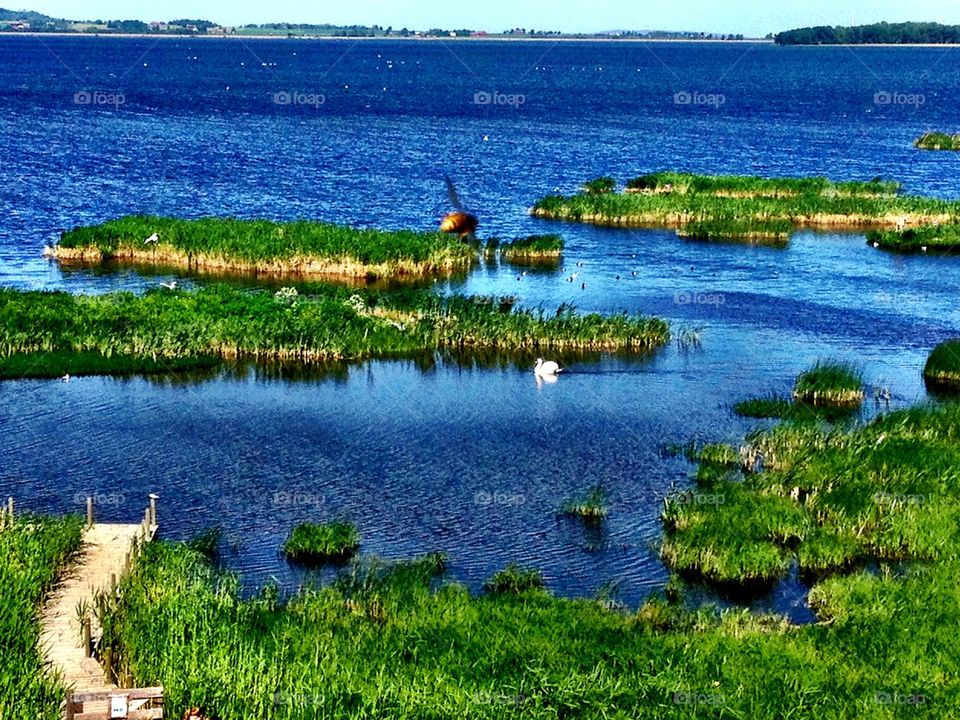 A swan in the lake