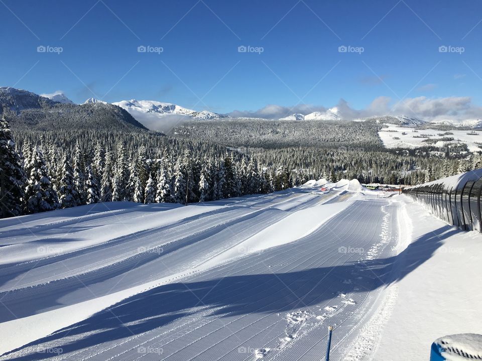 Snow covered trees on landscape