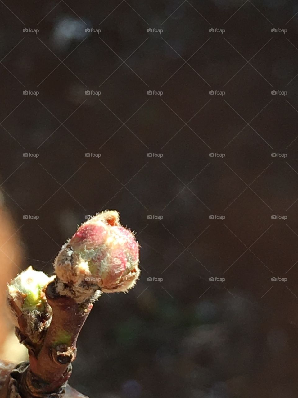 Nectarine fruit tree bud closeup, space for copy text 