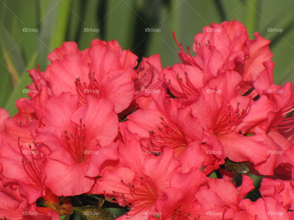 Azaleas