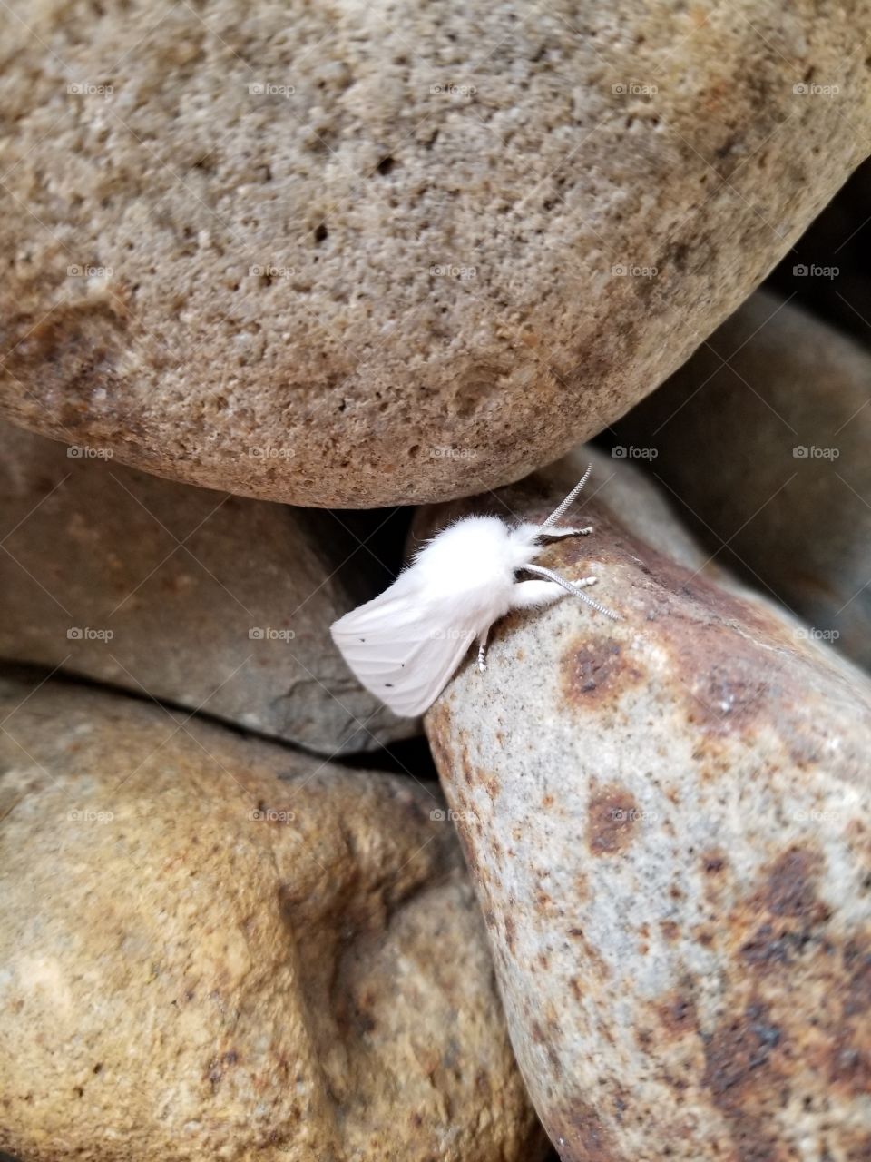 moth resting amongst stones