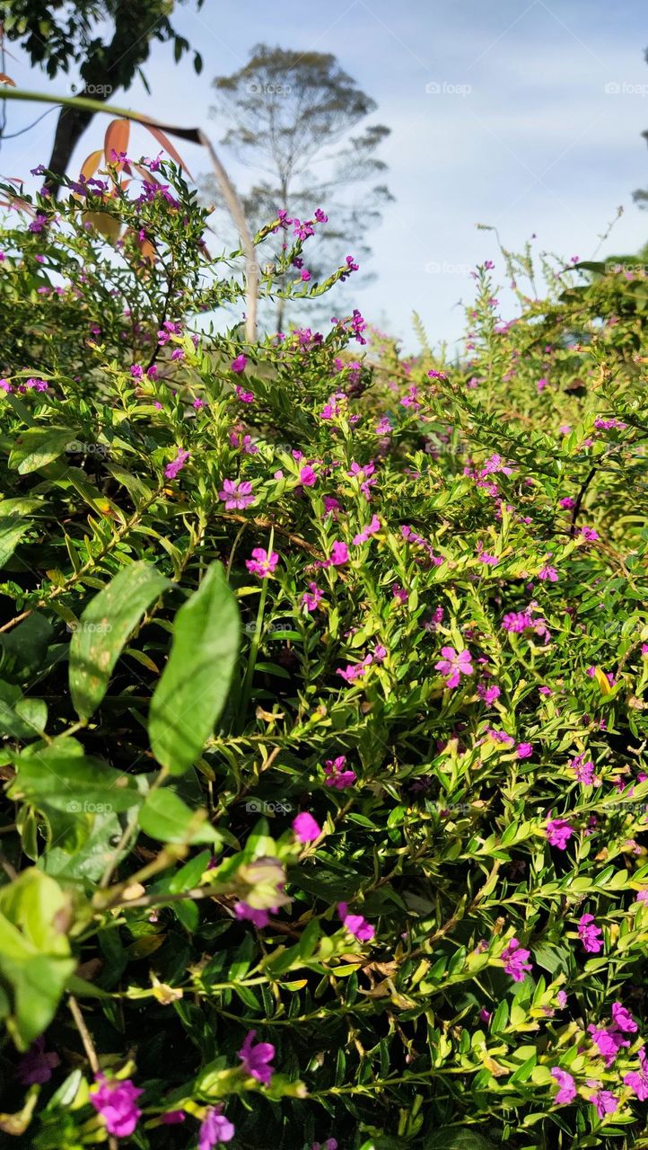 daun dan bunga kecil