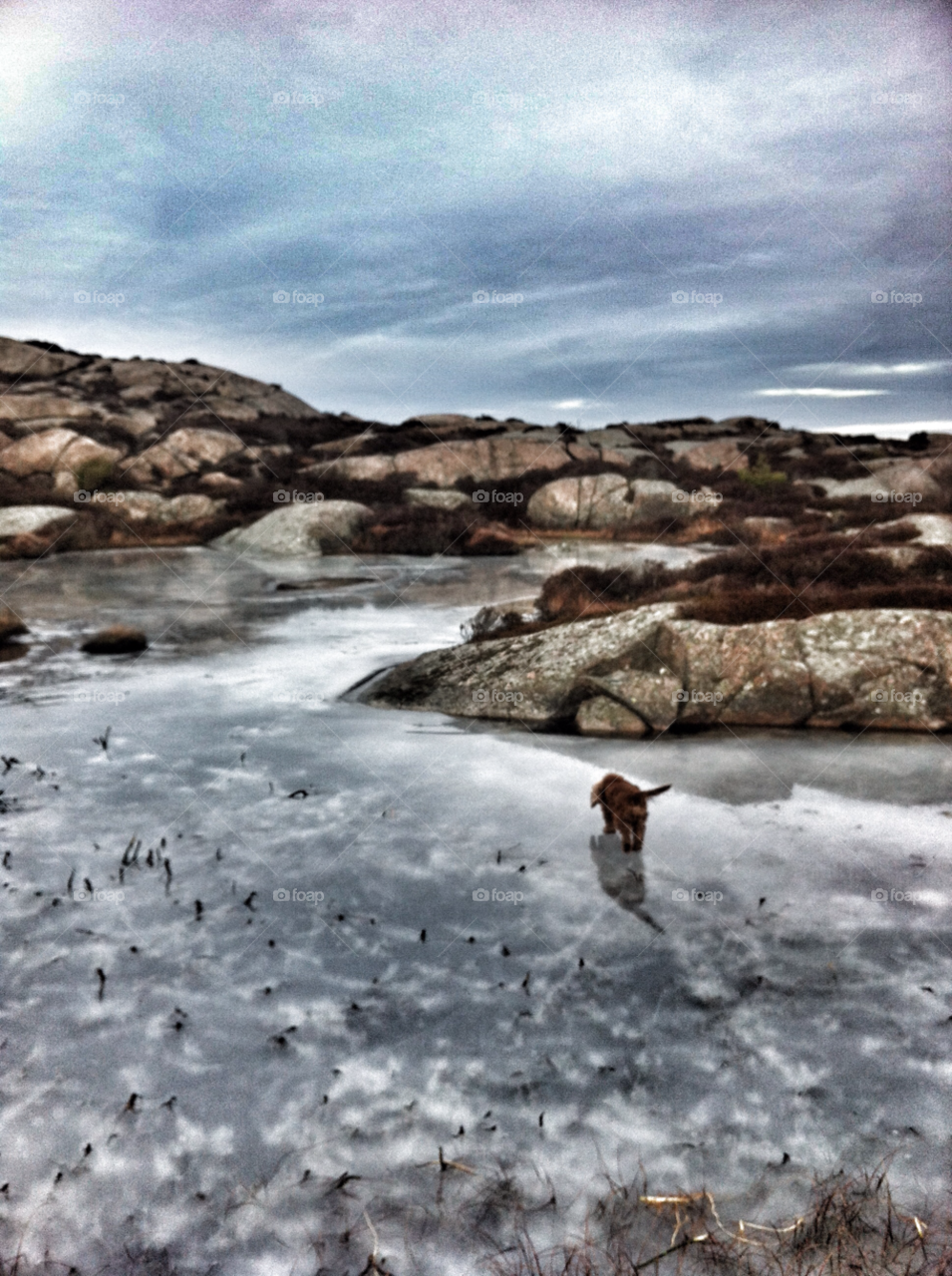 nature mountain dog ice by calleg