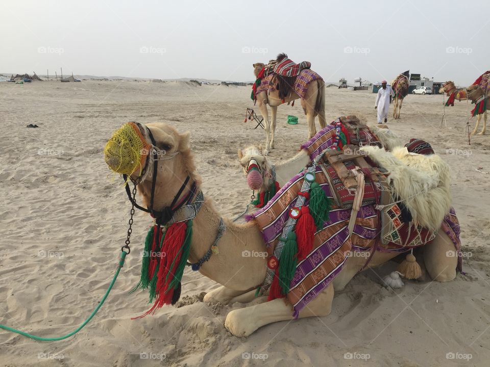 Camel, People, Bedouin, Desert, Sand