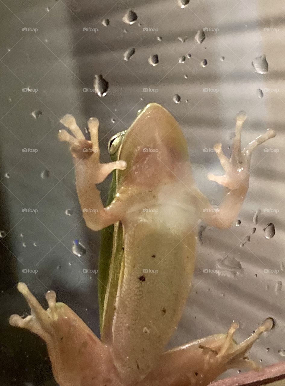 Frog on window pane on front door in the rain