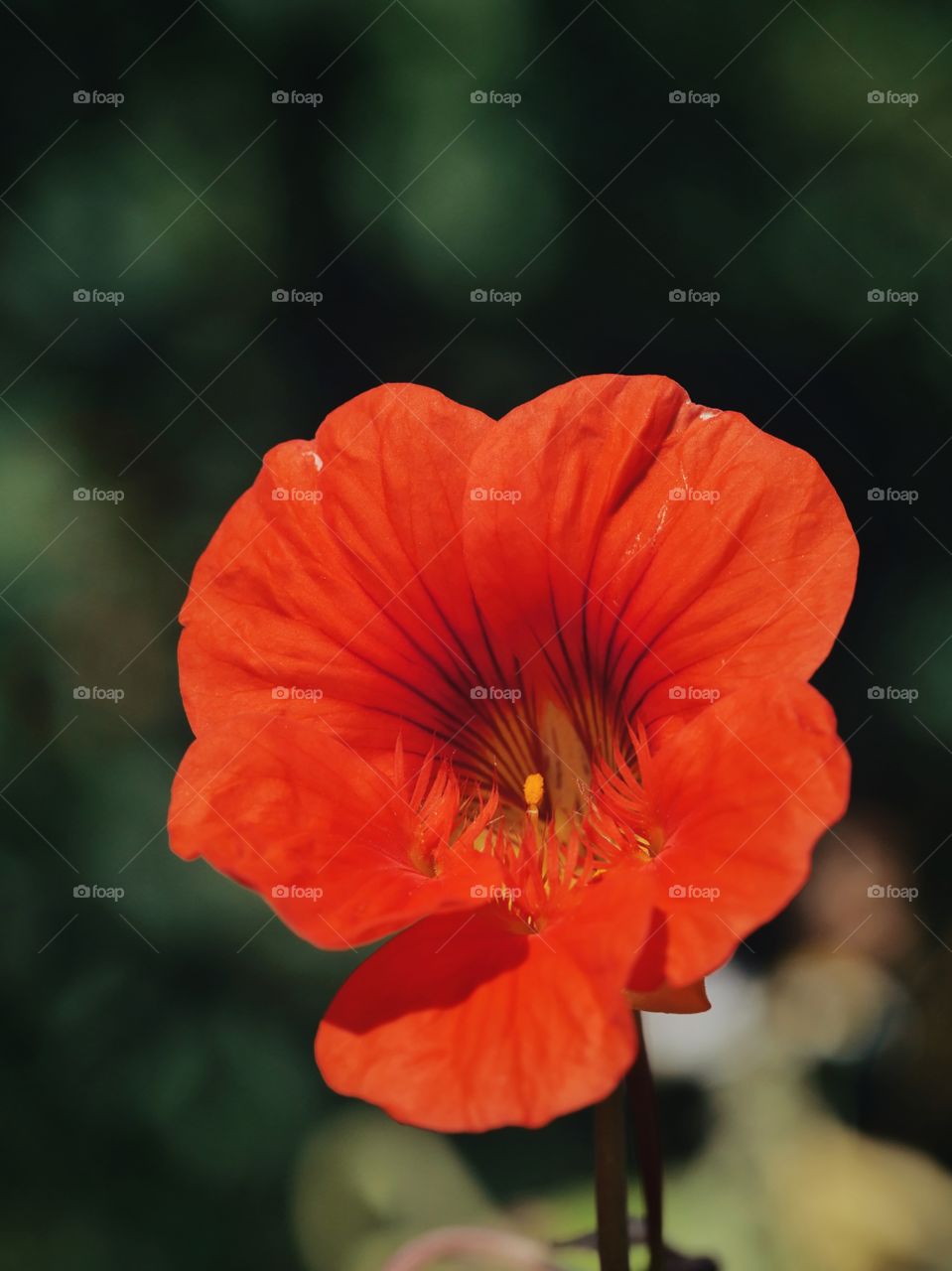 Red Nasturtium Flower