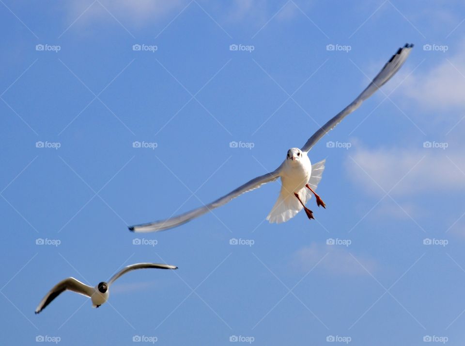 Seagulls flying against sky