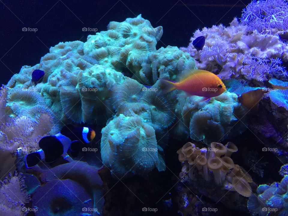 Clown Fish and Coral