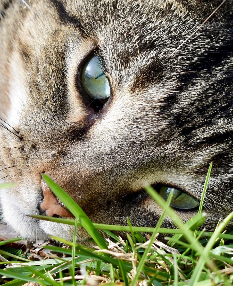 Tabby cat, in the grass viewed from the ground up