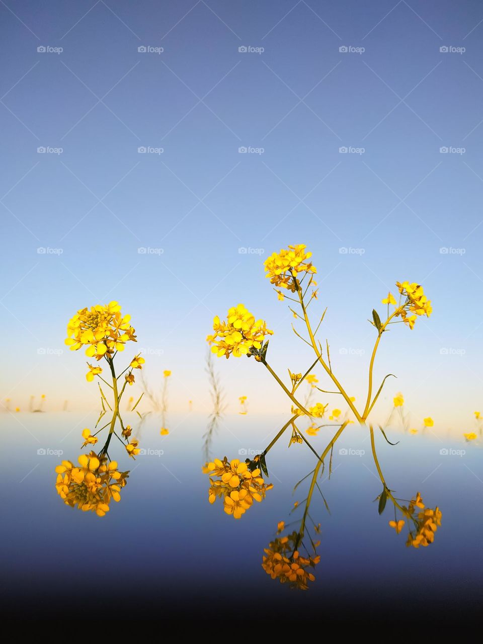 yellow mustard flower reflection in glass