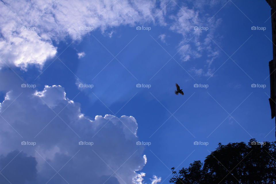 Cloudy sky and flying birds