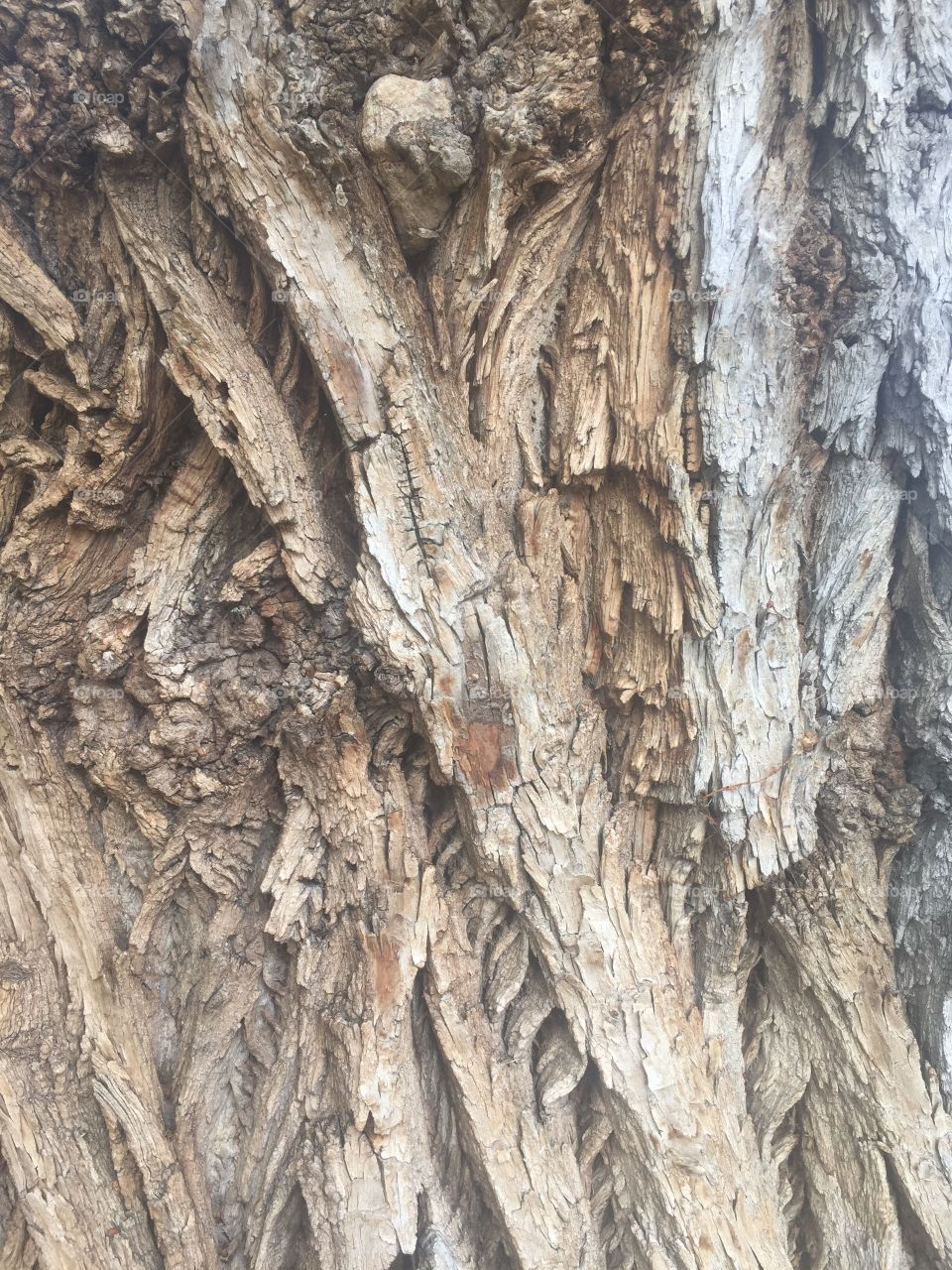 Age old bark