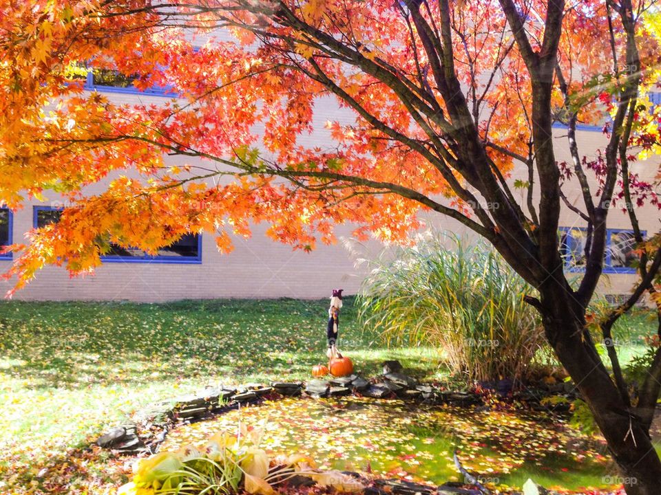 Fall tree and pond
