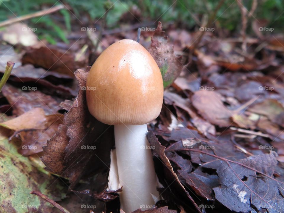 A view of fungi in the woods