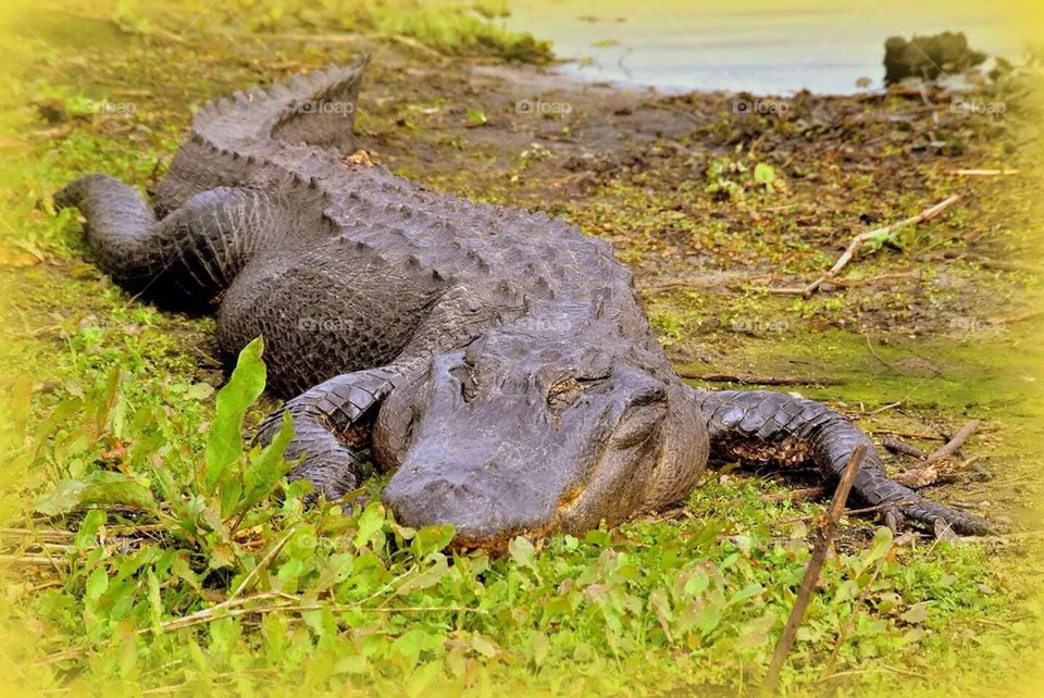 Gator