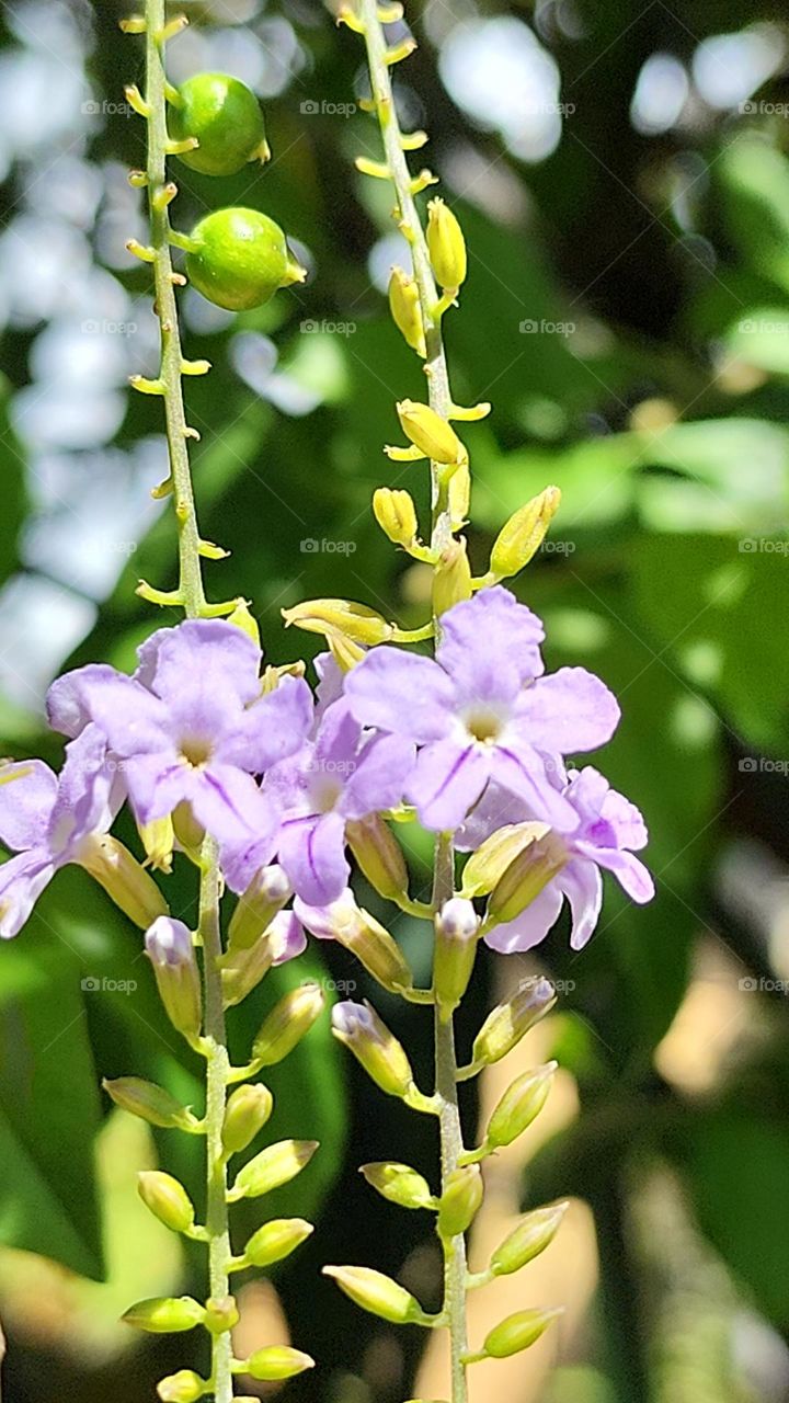purple in the sunshine