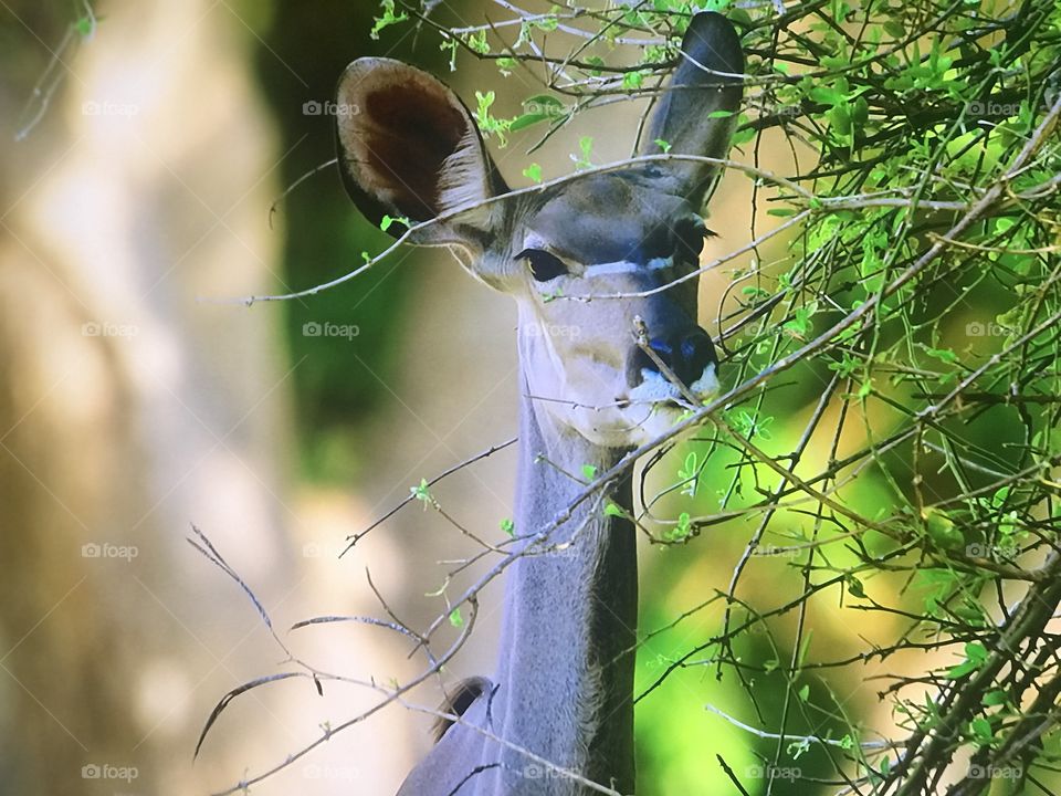 Deer in the Arabian Desert 
