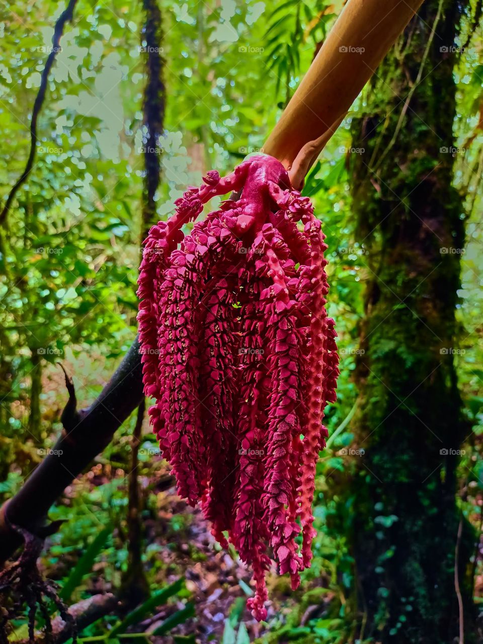 This is the young fruit of the pinanga tree that grows wild in the forest. The young fruit of Pinanga spp is bright red, looks beautifull