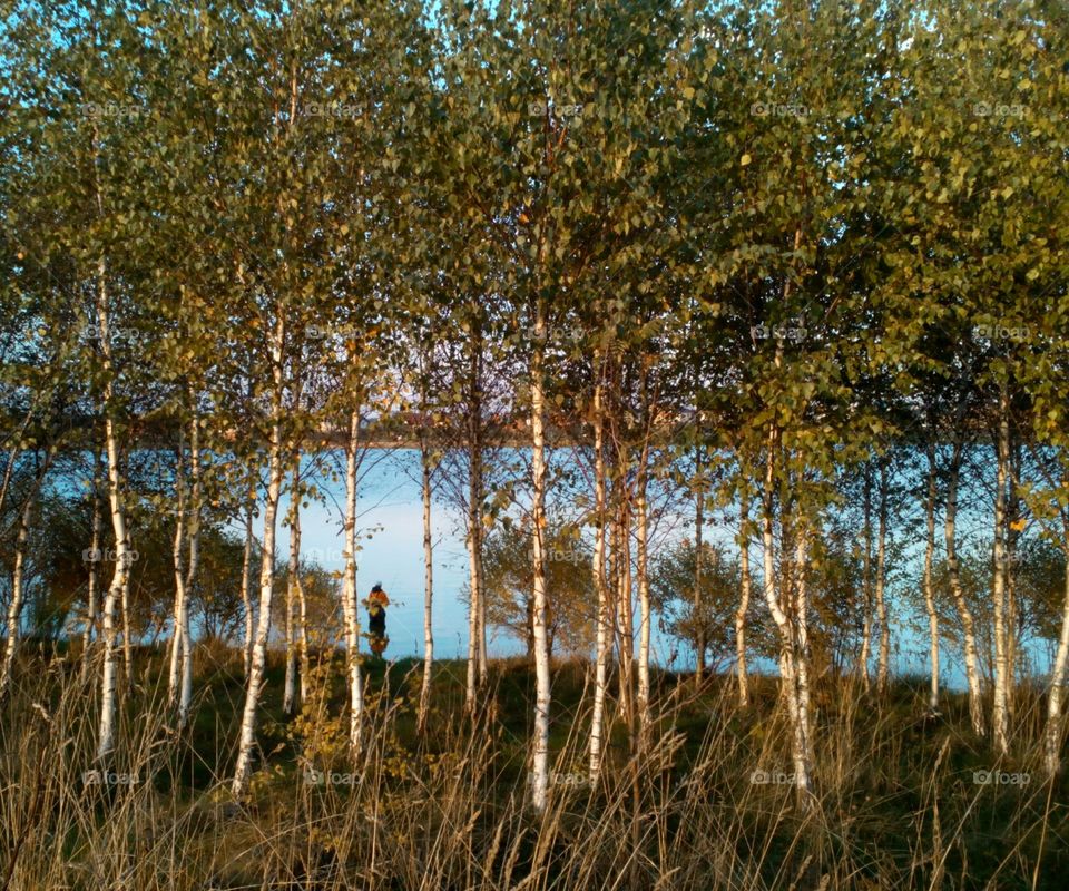 Nature, Landscape, Wood, No Person, Leaf