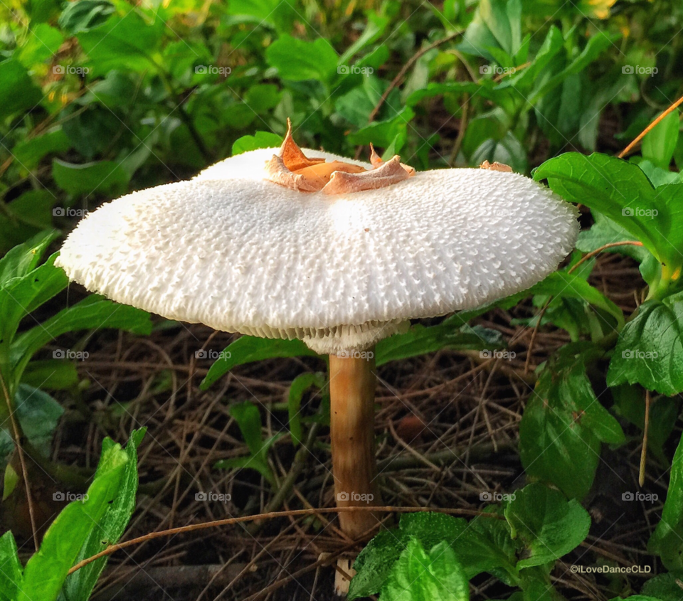 Hawaii Series: Oceanside Fungi 