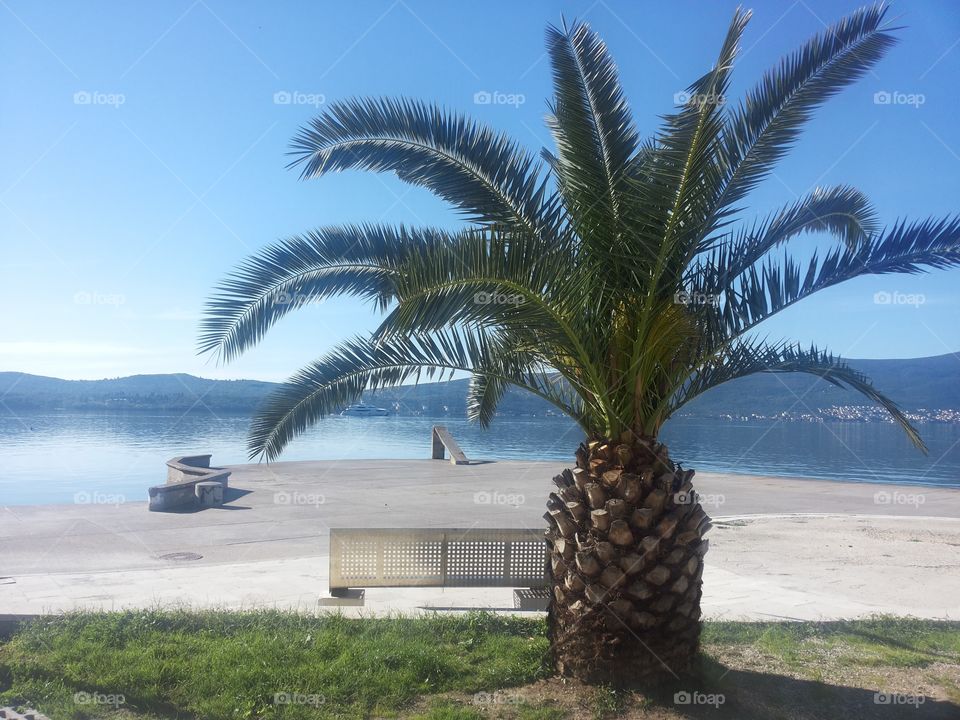 palm and sea. visit montenegro
